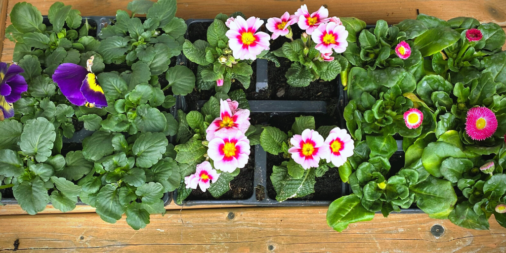From left to right, Pansies, Primulas and Bellis 4-pack bedding, arranged in a line. 