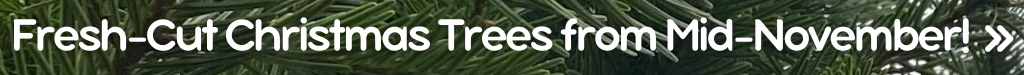 Fresh cut Christmas Trees from mid november