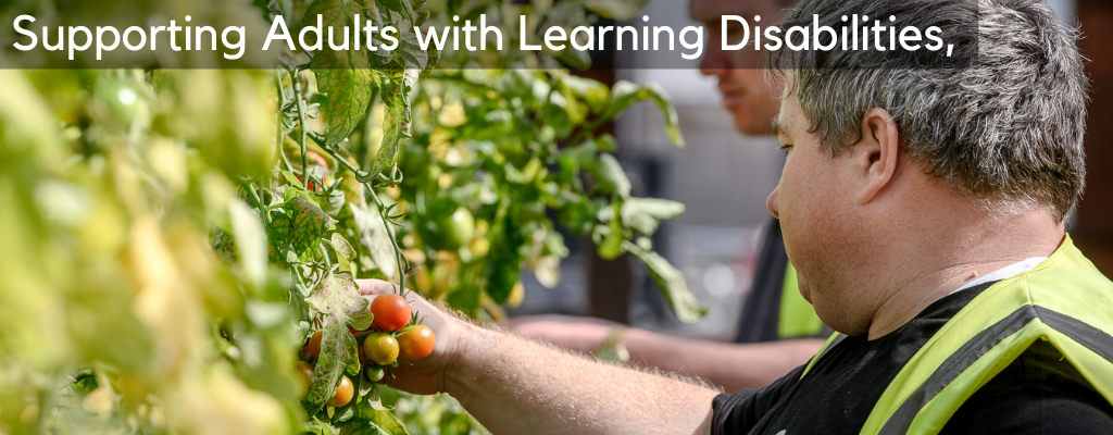 Picture of students picking tomatoes.