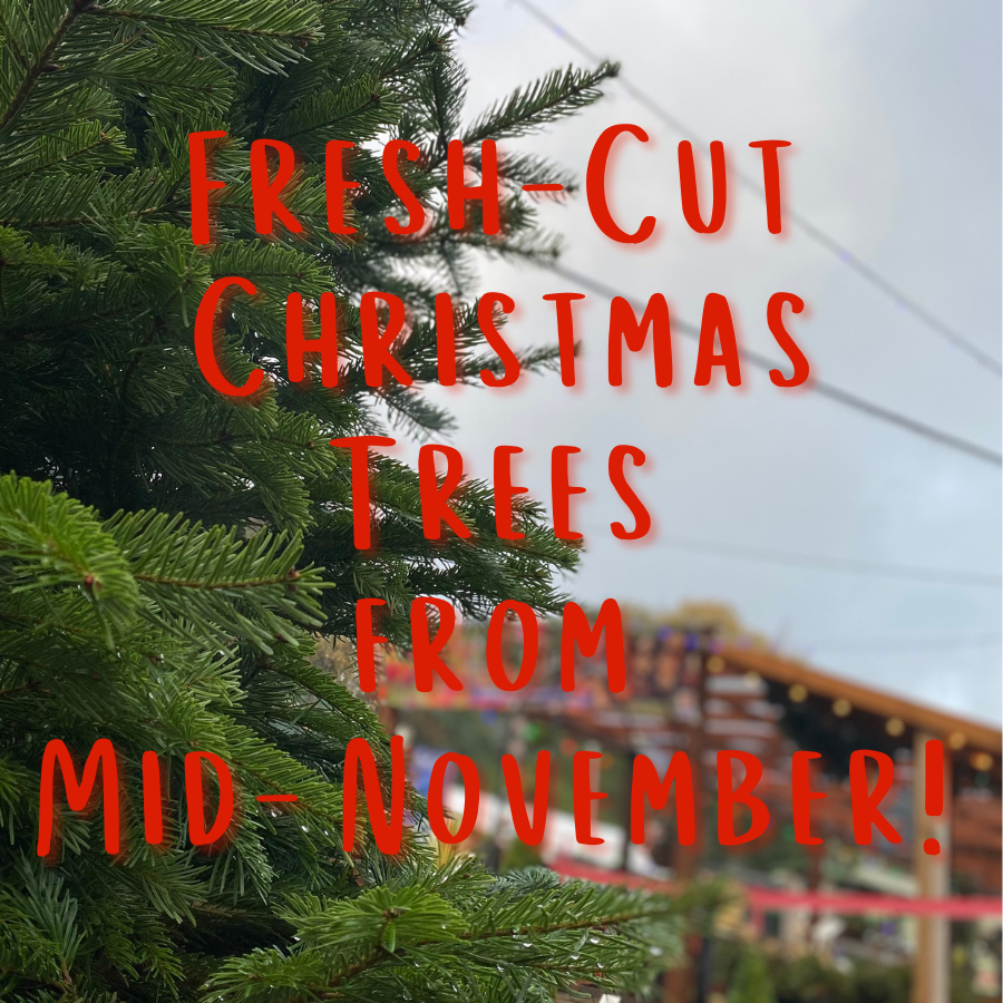 Graphic reading "Fresh-cut Christmas trees from Mid-November!"