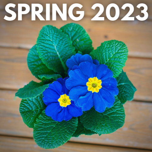 A picture of a blue primula, with "Spring 2023" in bold lettering above it.