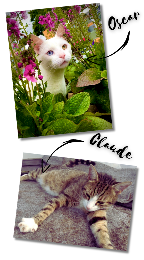 A picture of Oscar, a white cat, and a picture of Claude, a tabby cat, who live at Heaton Fold.