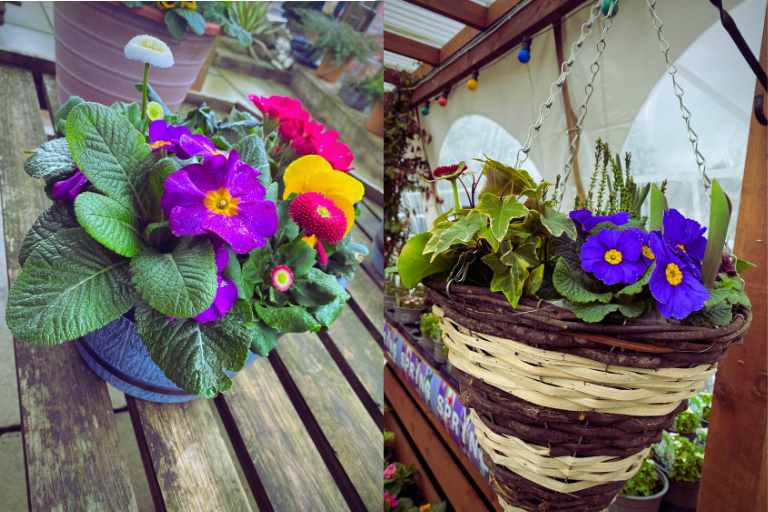 A picture containing a basket and a planter, filled with vibrant spring bedding. 