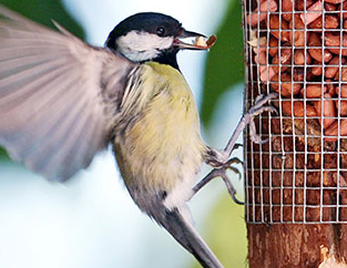 Bird Care