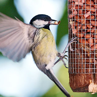 Birds and pets